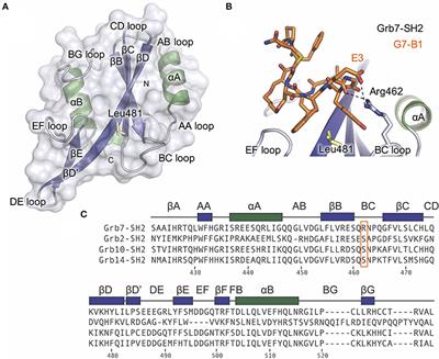 Insight into the Selectivity of the G7-18NATE Inhibitor Peptide for the Grb7-SH2 Domain Target